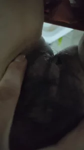 母狗发情封面图